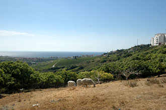 Vy över vindruvsodlingarna och havet.