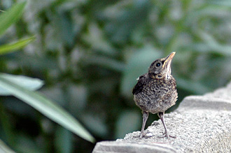 En liten fågelunge som ramlat ut ur sitt bo