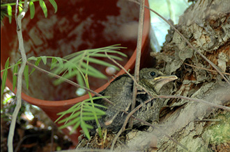 Vår lilla fågelunge har klarat sig