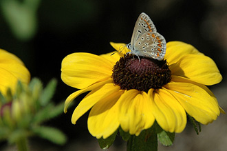Fjärilarna verkar tycka om våra blommor