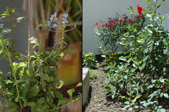 Delar av vår trädgård