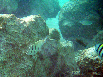 Snorkling i ett av reven utanför vår watervilla