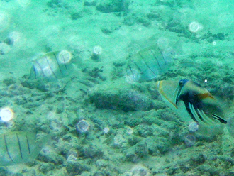 Snorkling i ett av reven utanför vår watervilla