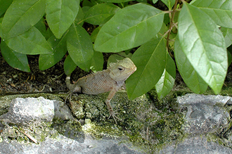 En liten ödla sitter och tittar på folket som går förbi utanför restaurangen