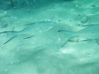Snorkling i havet utanför vår watervilla.