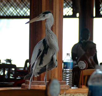 Fågeln upptäcker att det vankas mat och vrider på halsen för att snabbt greppa vad som än kan tänkas erbjudas