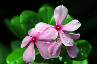 Regndroppar är kvar på blommorna när vi går tillbaka ifrån frukostserveringen