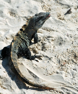 Iguanas vid Tulum Mayaruiner