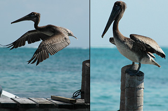 Pelikaner vid Tropical Paradise Hotel, Cayes Caulker