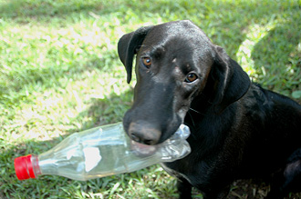 En lekfull hund i Barton Creek