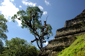 Vy vid Mundo Perdido, Tikal