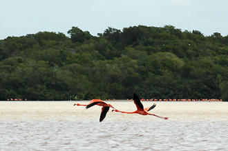 Flamingos