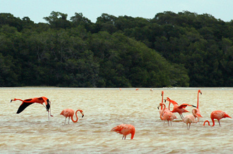 Flamingos