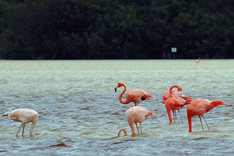 Flamingos