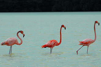 Flamingos