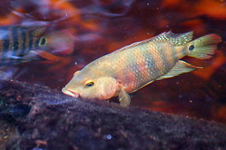 fiskar