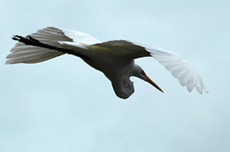 Fågel