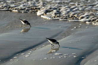 Fåglar vid stranden