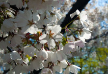 Vackra blommor en vacker vår dag, Central Park, New York