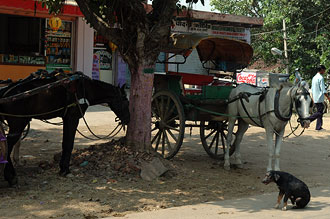 Hästar och hundar vid gatan