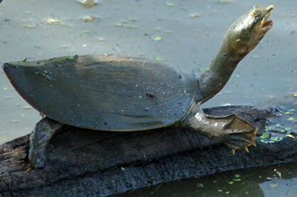 Sköldpadda i Keoladeo Ghana National Park