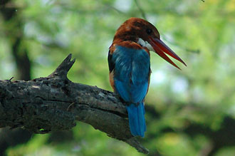 Kingfisher, Keoladeo Ghana National Park