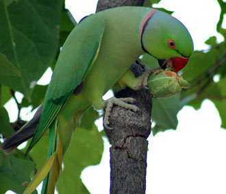 Papegoja, Keoladeonational Park