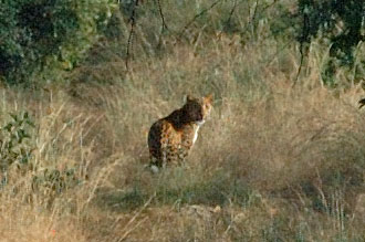 Leopard