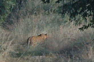 Leopard