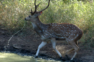 Spotted Deer - Fläckig hjort