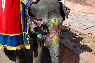 Upp till fortet tar vi oss på elefantrygg