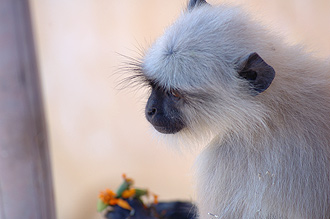 Apa med blomma i handen uppe på Amber Fort