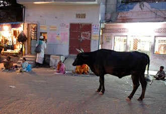 Gatuvy, Jaipur