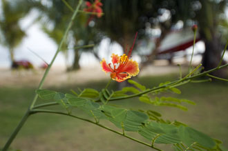 Blomma, Koh Mak