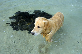 Happy, Koh Kham Resorts golden retriever