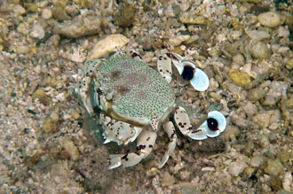 krabba