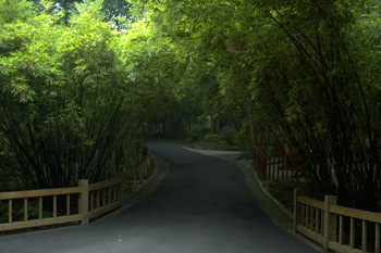 Chengdu Research base of giant panda breeding, Chengdu