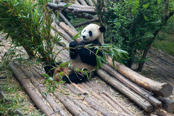 Jättepanda på Chengdu Research base of giant panda breeding, Chengdu