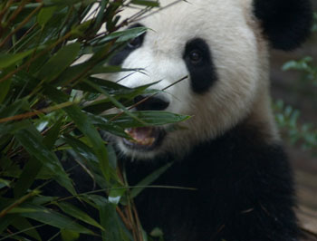Jättepanda på Chengdu Research base of giant panda breeding, Chengdu
