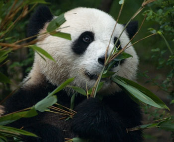 Jättepanda på Chengdu Research base of giant panda breeding, Chengdu