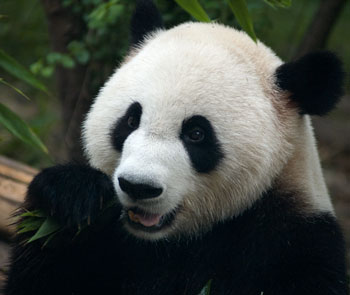 Jättepanda på Chengdu Research base of giant panda breeding, Chengdu