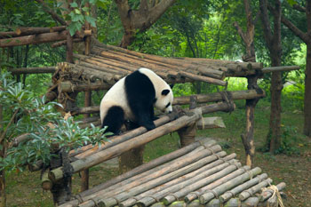 Jättepanda på Chengdu Research base of giant panda breeding, Chengdu