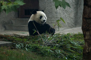 Jättepanda på Chengdu Research base of giant panda breeding, Chengdu