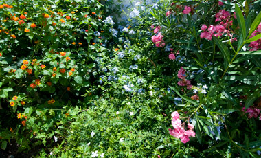 Växter i trädgården