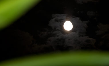 Måne sett mellan palmblad