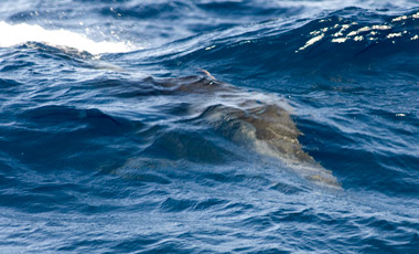 Delfin på Valsafari, Tarifa