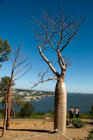 Kings Park, Perth