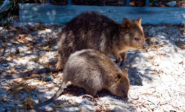 Quokka, Rottnest Island