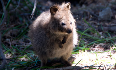 Quokka, Rottnest Island