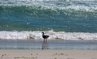sorrento beach, Perth